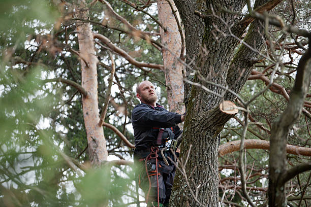 Tree and Shrub Care in Fairway, KS